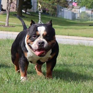 Meet your Posher, Blam